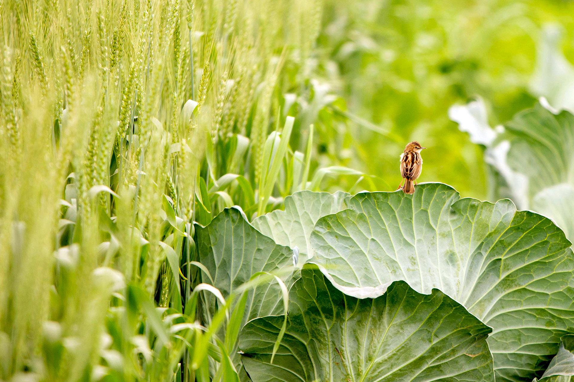 Mission of the SCAR AE