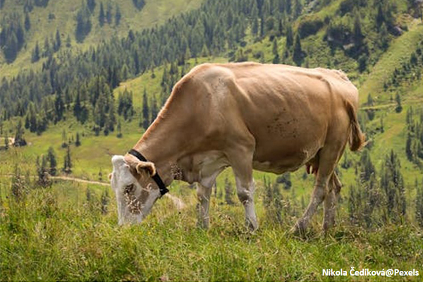 ANIMAL HEALTH& WELFARE SWG