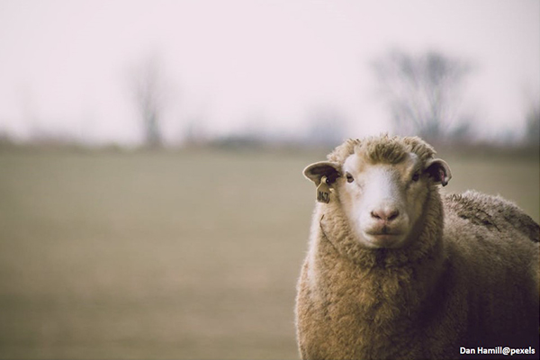 SUSTAINABLE ANIMAL PRODUCTION CWG