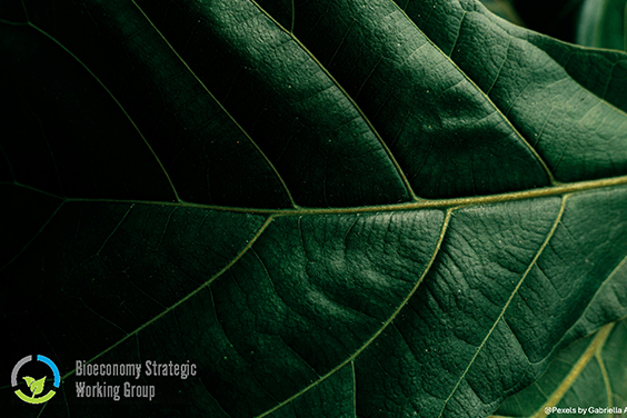 Bioeconomy SWG