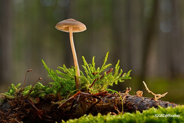 EUROPEAN PARTNERSHIP ON FORESTS AND FORESTRY FOR A SUSTAINABLE FUTURE FORESEEN